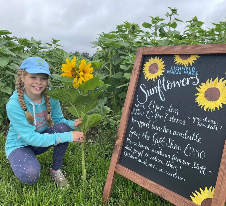 Sunflowers Lichfield Maize Maze